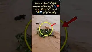 &ldquo;In the flood waters, animals also show incredible care #AnimalRescue #FloodAwareness #StaySafe