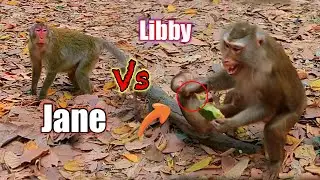 What happened..!! Jane old monkey take Troops go to meet Libby and LiLy..