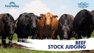 Beef Stock Judging Ring Two Heats 2022