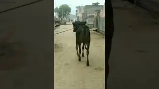 Black ox||ox race in punjab||ox race live today||