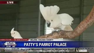 David Does It: Patty's  Parrot Palace