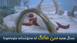 بەهۆی بەرواری جوانەوە منداڵی نەبەکام زیادی کردووە