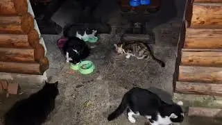 Объевшаяся кошачья банда увидела жидкий корм. The overfed gang of cats saw some liquid food