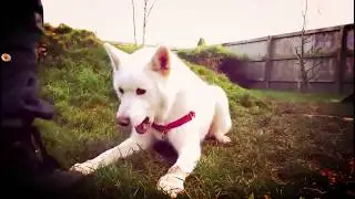 Buddy the Akita