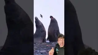 The Elephant Seal is literally built different