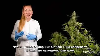 Quick Critical + от Dinafem Seeds
