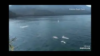 Dolphins on Robson Bight Cam - explore.org - OrcaLab 