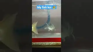 #fishkoi #asmr #shorts #satisfying #viralshorts #mystressreliever at home 🐠🤗