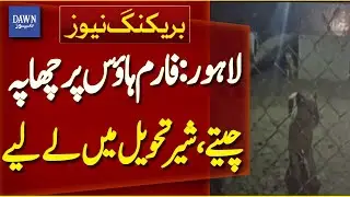 Lahore: Raid on Farmhouse: Leopards and  Lions Taken into Custody | Breaking News | Dawn News