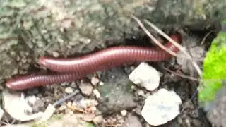 Slow Down With Millipedes  #millipedes #millipedecolony #insects #exoticPet