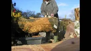 Heavy Duty 50cc Chinese Chainsaw vs. 2 Huskies.