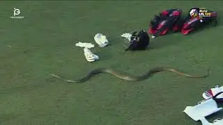 Cricket Stadium coming to snake🐍#viralvideo #cricket #foryou #cricketworldcup