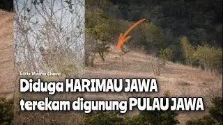 Diduga HARIMAU JAWA terekam digunung PULAU JAWA 