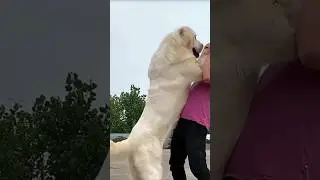 14 Rare Giant Dogs You&rsquo;ll Never Forget #youtubeshorts #dogshorts