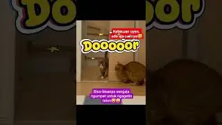oyen kucing bar bar #hewanlucu #kucingviral #videoshorts