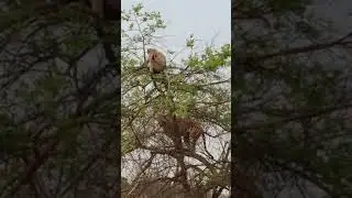 Monkey fights with tiger on tree