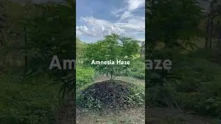 Amnesia Haze Outdoor Garden Grow July 17 2025 #Organic #OrganicOutdoorGrow #OutdoorGrow #Haze #RQS