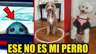 Mi Perro es un SKINWALKER 💀