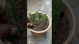 I Tried Growing Aloe Vera In The Desert#shorts #cuttingskills #aloevera