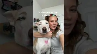Washing off my dogs makeup 🐶🧼 #dog #dogshorts #makeup #beauty #bathtime #dogbath #pets #doglover