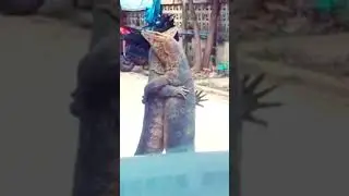 Hug a Dragon🐊 day 😮🤣🥰