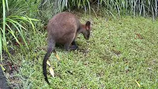What do swamp wallabies  do in the day?