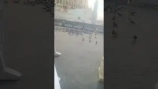 Makah kaootr choak #pigeon #animals