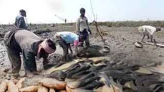 Pond Water Fish Catching | Traditional Fishing In Our Village | Best Fishing trap