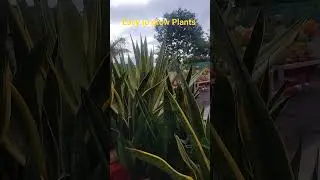 Easy to grow Plants/Baugainvillea &Sansevieria #aadishkiduniya #snakeplant #baugainvillea