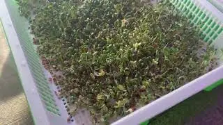 Legigo 5 Pack Seed Sprouter Trays with Lids  Soil Free Cultivation Germination Tray Review