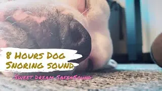 Relaxing Dog Snoring White Noise for Deep Sleep | Peaceful Ambient Sound