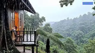 Relaxing Rain Forest Ambience and Piano Music for Sleeping Calmly
