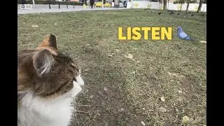 &ldquo;So Much to Say&hellip; 🐱💬 | A Talkative Cat on the Grass