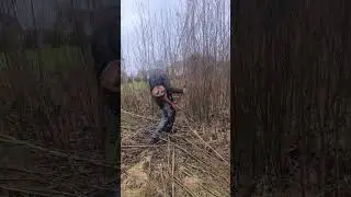 Krūmų pjovimas #husqvarna 545rx