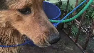 Benny the Black Nosed Doggie - Jacob Wright HAPPY BOXING DAY here's some shit