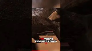 One Bite from This Lizard Can Kill You