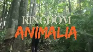 BIO44A | Family Muridae - Apomys camiguinensis (Italicized) and Apomys lubangensis (Italicized)