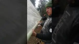 POSTURA POLIETILENO EN INVERNADERO DE MADERA