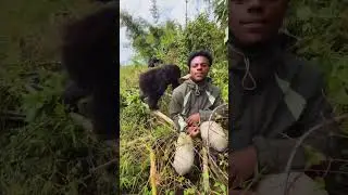 IShowSpeed went Gorilla hunting in Rwanda, Africa, and froze when one found him