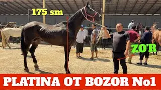 PLATINA OT BOZOR ONA BOLA BIYA TOYLAR NARXLARI ZO'R BO'LDI HORSE MARKET!