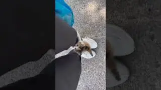 Departure delay: adorable kitten demands attention by climbing on owner's trousers