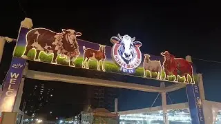 Eid ul Adha Special: Discovering the Joy of Cow Mandi at Kala Pul Karachi