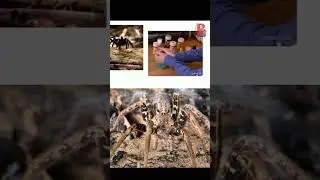 Brazilian Wandering Spider | Most Poisonous Animal in the World #information#dangerousinsects#amazon