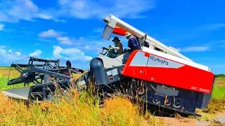 Kubota DC-108 Rice Harvesting Machinery Safety Operator Skills At Rice Farm`s Cambodia