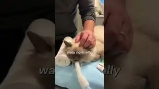 Through the Glass: A Father&rsquo;s Fight to Save His Cat 🐱👨&zwj;⚕️💔#shorts