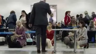 International Dog Show 'Russia-II 2013' Lhasa Apso
