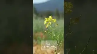 Clinton Summer Trail Sampler