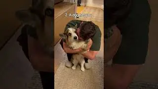 All you need in life is dog