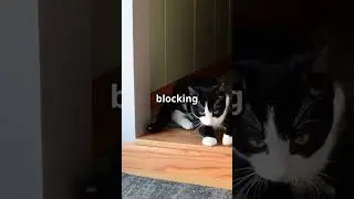 Cat's Elevator Adventure!