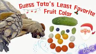 ASMR Giant 30kg Tortoise Tries Colorful Fruits | Which One Will Toto Dislike Most? #mukbang #turtle